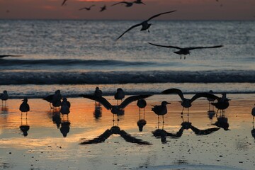 a flock of seagulls on a wet sandy beach at sunset, with their silhouettes and shadows creating striking visual patterns against the orange reflection of the sky. © FotoByDaria