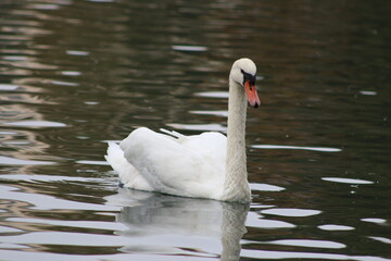 white swan on the water © FotoByDaria