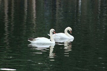swans on the lake © FotoByDaria