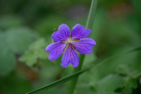 Close-Up of a Geranium Flower with Delicate Petals