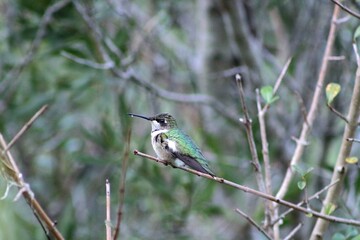 a hummingbird perched gracefully on a thin, leafless twig © FotoByDaria