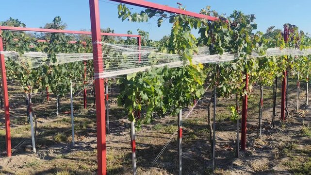 Horizontal panning view of grapevine rows on a metal trellis system in a sunny vineyard.
