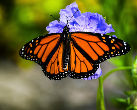 monarch butterfly on a flower