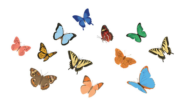 Colorful butterfly vector set with flying realistic monarch swallowtail and blue morpho butterflies isolated on white background