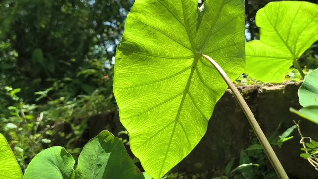 Sunlight shining through large green taro leaf showing detailed vein texture