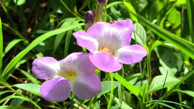 Purple Chinese violet flowers blooming among green grass blades in sunlight