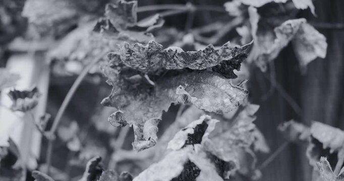 Black and white photo of dry, shriveled grape leaves on a vine. Crumpled textured foliage highlights autumn decay against a soft blurred background with vintage film grain aesthetic.