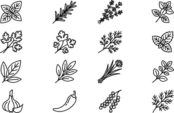 Culinary garden herbs and seasoning line icons featuring basil rosemary thyme oregano parsley cilantro dill mint bay sage chives garlic chili peppercorn