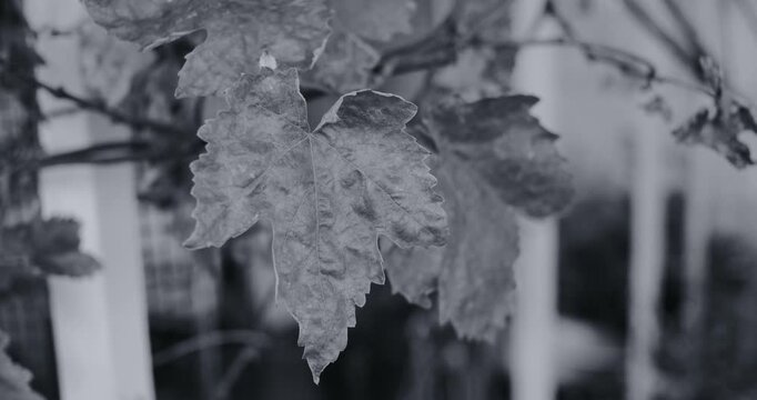 Black and white photo of dry, shriveled grape leaves on a vine. Crumpled textured foliage highlights autumn decay against a soft blurred background with vintage film grain aesthetic.