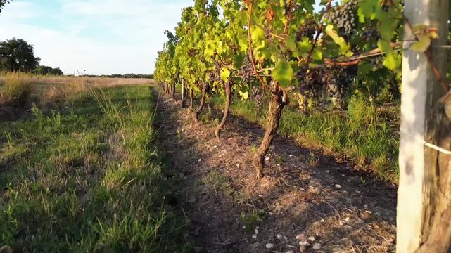 Low angle tracking shot along Bordeaux vineyard with ripe
grapes, Gironde France 4K