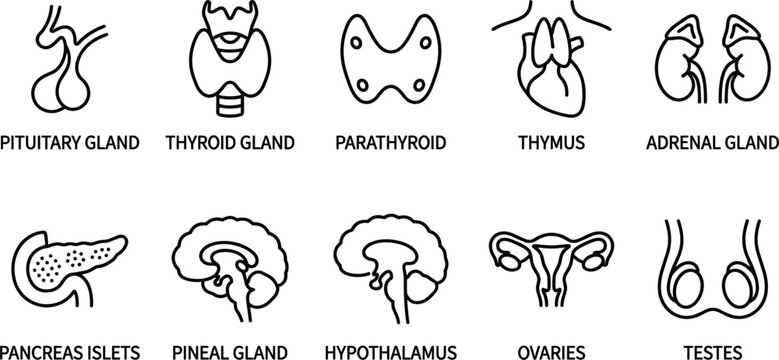 Human endocrine system glands line icons featuring pituitary thyroid parathyroid thymus adrenal pancreas pineal hypothalamus ovaries testes
