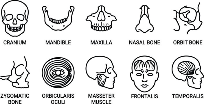 Human facial skull bones and muscles anatomical line icons featuring cranium mandible maxilla nasal orbit zygomatic oculi masseter frontalis temporalis