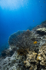 Giant sea fan gorgonian on healthy tropical coral reef with sunlight in ocean. © PIPE DIVE UNDERWATER