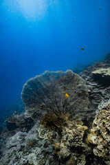 Giant sea fan gorgonian on healthy tropical coral reef with sunlight in ocean. © PIPE DIVE UNDERWATER