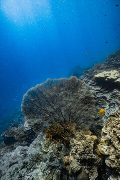 Giant sea fan gorgonian on healthy tropical coral reef with sunlight in ocean.