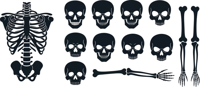 Anatomical human skeleton bones vector set, black skull icons and rib cage silhouettes, medical bone elements for Halloween and science design