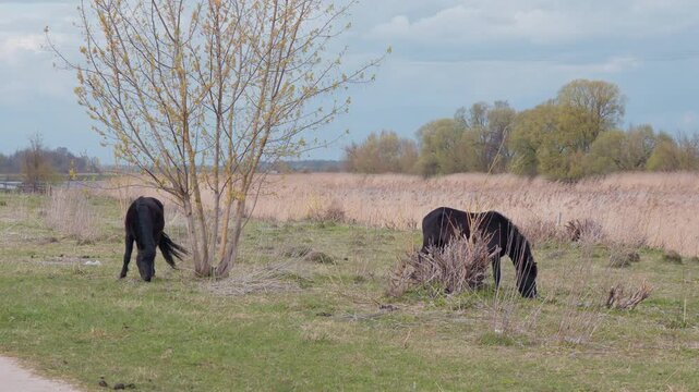 wide shot of two dark wild horses grazing in a green meadow