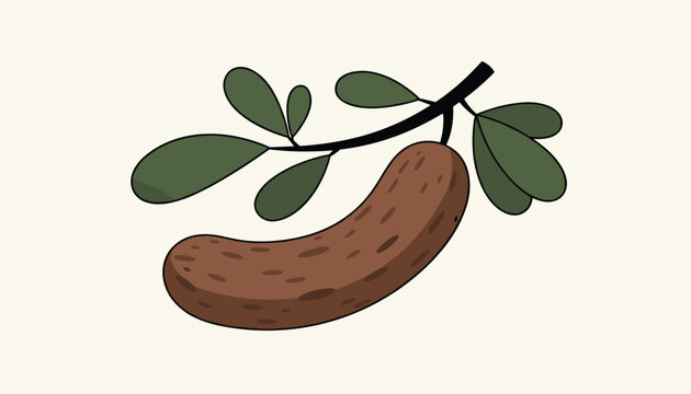 Artistic stylized illustration of a brown tamarind pod hanging from a leafy branch against a light cream background.