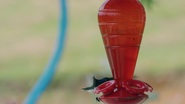 white-necked jacobin hummingbird hovering near a red feeder in a garden