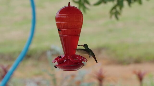 hummingbird feeding from a red feeder in a garden