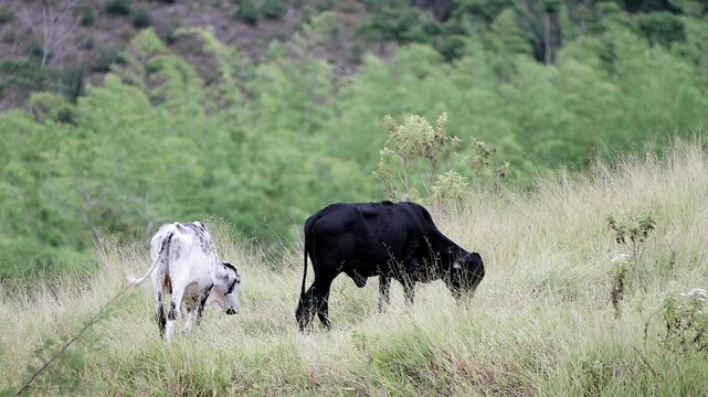 two cows grazing on a green hillside pasture in the countryside