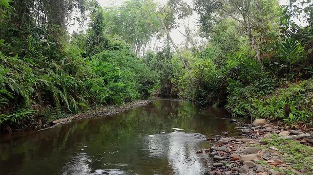 flowing river through lush green tropical rainforest jungle landscape