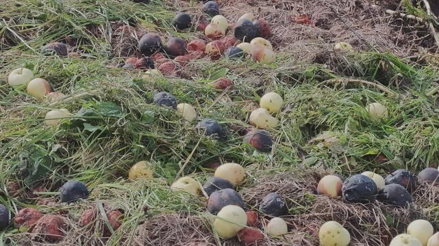 Windfall apples decaying on the grassy ground of an orchard. Many are rotten, blackened, or moldy. A concept of agricultural loss