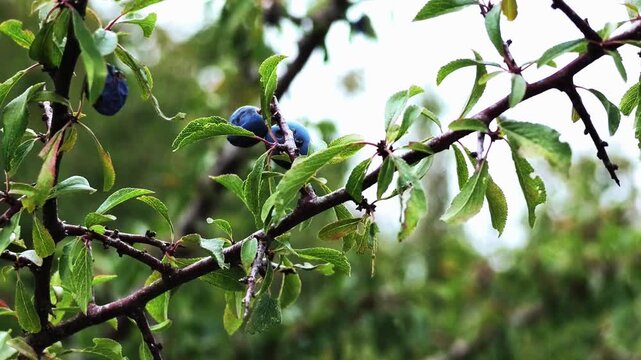 Ripe Blue Plums Growing on Leafy Tree Branches
