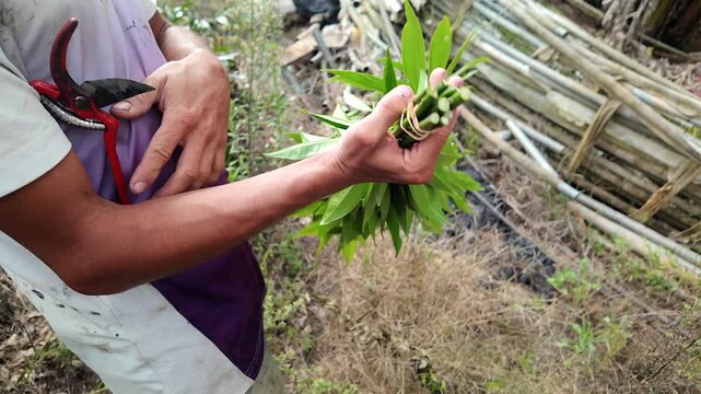 worker tying a bundle of freshly harvested green leaves