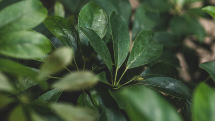Umbrella Plant Schefflera arboricola Radiating Glossy Leaflets Seen from Above — Concept: Indoor Plant Care and Biophilic Interior Design, Tropical Houseplant Collection, Symmetrical Green Botanical B © Svetlana