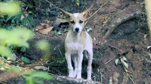 Alert stray puppy with large erect ears standing on forest dirt bank closeup