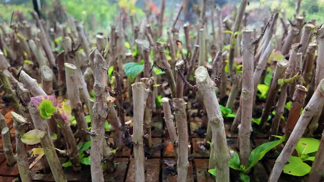 close up of plant cuttings and green sprouts in a propagation tray