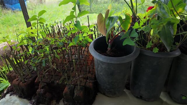 panning shot of potted plants and seedlings in a greenhouse nursery