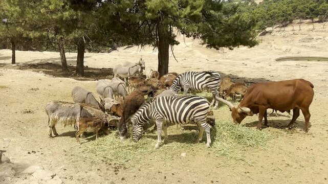 Zebras, donkeys, cattle and antelopes feeding together on hay outdoors.