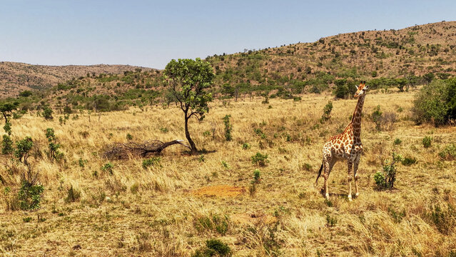 Aerial view of a lone giraffe standing in the dry African savanna wilderness with sparse trees and hilly terrain in Kruger Park, Mpumalanga, South Africa.