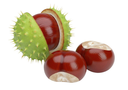 Horse chestnuts and spiky green husk isolated on white isolated on transparent background