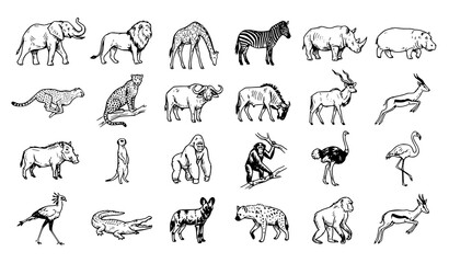 Obraz premium Vector Collection of African Wildlife with Elephant, Lion, Giraffe, Zebra, Rhino, Hippo, Cheetah, Gorilla, Flamingo, and Safari Animals Sketch