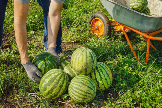 Person collecting ripe watermelons from field into wheelbarrow
