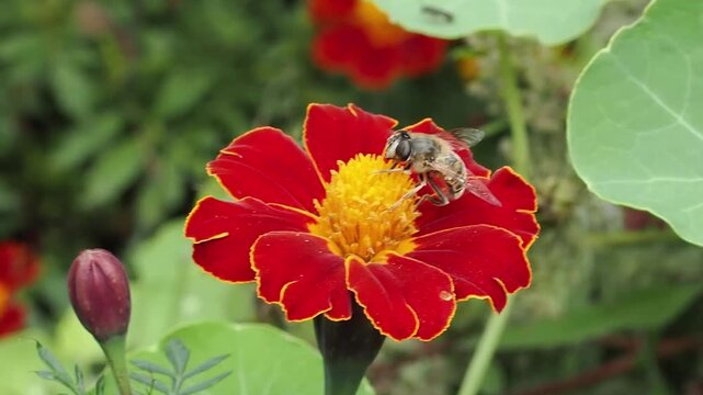 Common drone fly (Eristalis tenax) hoverfly insect perched on red marigold flower, feeding from and pollinating the plant, outdoor wildlife stock video footage clip