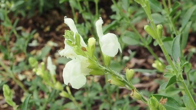 Salvia greggii 'Clotted Cream' a summer autumn fall flowering plant with a white summertime flower commonly known as sage, gardening stock video footage clip