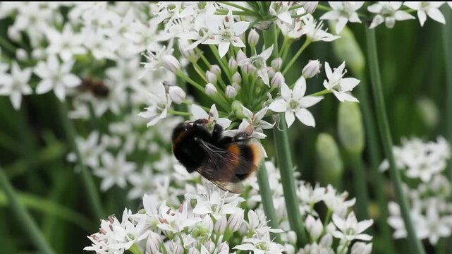 Buff-tailed bumblebee (Bombus terrestris) a bee flying insect found in the UK and Europe which has yellow bands across its abdomen and a white tail, wildlife nature stock video footage clip