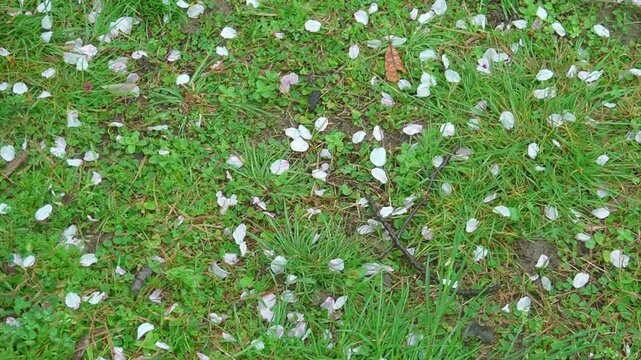 足元の草の上に散った桜の花びらを眺めるようにパン