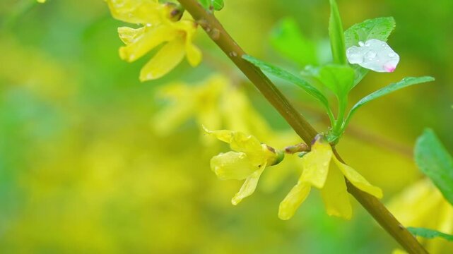 満開のレンギョウを濡らす春の雨。葉っぱの上に落ちた桜の花びら