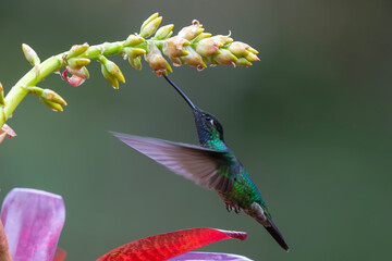 Fototapeta premium Magnificent Hummingbird (Eugenes fulgens) male flying to get nectar from a beomelia in the rainforest in San Gerardo del dota, Savegre, Costa Rica