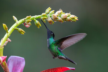 Fototapeta premium Magnificent Hummingbird (Eugenes fulgens) male flying to get nectar from a beomelia in the rainforest in San Gerardo del dota, Savegre, Costa Rica