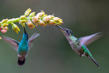 Fototapeta premium Magnificent Hummingbird (Eugenes fulgens) male flying to get nectar from a beomelia in the rainforest in San Gerardo del dota, Savegre, Costa Rica