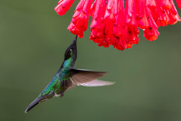 Fototapeta premium Magnificent Hummingbird (Eugenes fulgens) male flying to get nectar from a beomelia in the rainforest in San Gerardo del dota, Savegre, Costa Rica