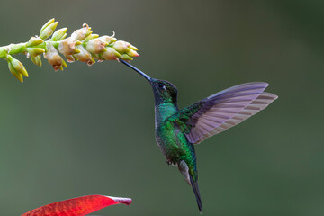 Fototapeta premium Magnificent Hummingbird (Eugenes fulgens) male flying to get nectar from a beomelia in the rainforest in San Gerardo del dota, Savegre, Costa Rica