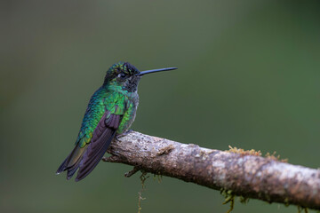 Fototapeta premium Magnificent Hummingbird (Eugenes fulgens) male flying to get nectar from a beomelia in the rainforest in San Gerardo del dota, Savegre, Costa Rica