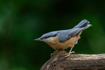 Fototapeta premium The Eurasian nuthatch or wood nuthatch (Sitta europaea) sitting in the forest in the Netherlands with a nice background